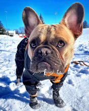 Load image into Gallery viewer, Lites Dog Boots 2-pack