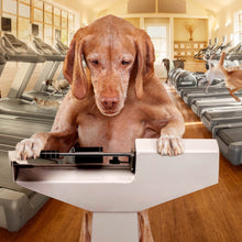 Load image into Gallery viewer, Weight Management Dog Food 5lb