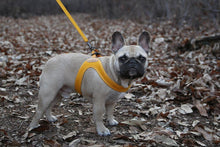 Load image into Gallery viewer, Buckle Up Easy Harness | Yellow - WAGSUP