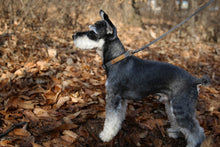 Load image into Gallery viewer, Easy Collar (Grey)