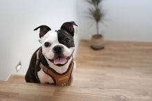 Load image into Gallery viewer, Comfort Harness (Brown)