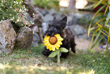 Load image into Gallery viewer, Blooming Buddies Sassy Sunflower - WAGSUP