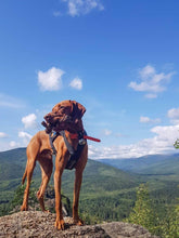 Load image into Gallery viewer, Braided 9" Stick - WAGSUP