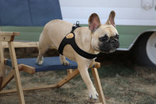 Load image into Gallery viewer, Buckle-Up Easy Harness (Black)