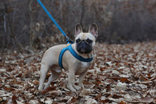 Load image into Gallery viewer, Buckle-Up Easy Harness (Blue)