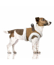 Load image into Gallery viewer, Camel Declan Harness