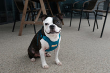 Load image into Gallery viewer, Comfort Harness (Blue)