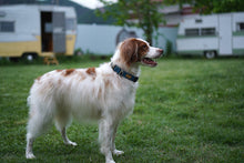 Load image into Gallery viewer, Field Collar (Navy)