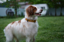 Load image into Gallery viewer, Field Collar (Yellow)
