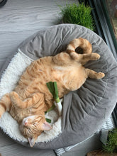 Load image into Gallery viewer, Le Petit Leek