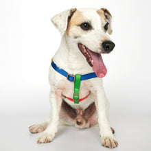 Load image into Gallery viewer, Sonia Harness (Yellow & Lime Multi)