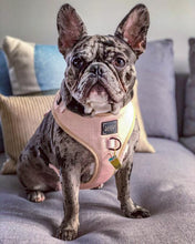 Load image into Gallery viewer, Pinot Adjustable Dog Harness