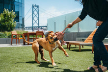 Load image into Gallery viewer, Safari Jeep Giraffe