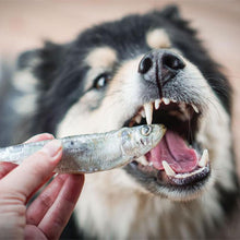 Load image into Gallery viewer, Sardines 1lb