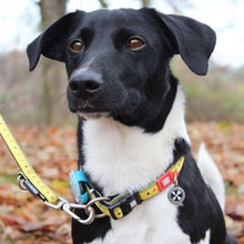 Load image into Gallery viewer, Smart ID Collar Ruler