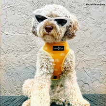 Load image into Gallery viewer, The Looking Sharp Harness