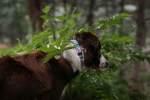 Load image into Gallery viewer, Trip Collar (Green)