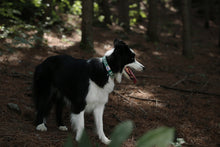 Load image into Gallery viewer, Trip Collar (Green)