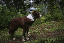 Load image into Gallery viewer, Trip Collar (Green)