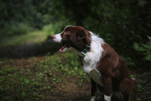 Load image into Gallery viewer, Trip Collar (Green)