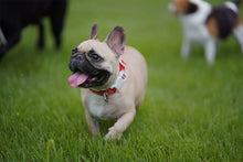 Load image into Gallery viewer, Trip Collar (Red)