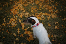 Load image into Gallery viewer, Trip Collar (Red)