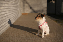 Load image into Gallery viewer, Trip Leash (Red-One Size)