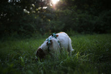 Load image into Gallery viewer, Trip Harness (Green)