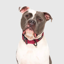 Load image into Gallery viewer, Utility Collar Plum