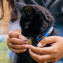 Load image into Gallery viewer, Vincat Van Gogh Artist Cat Collar