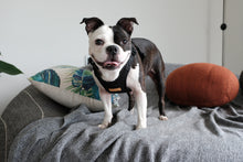 Load image into Gallery viewer, Comfort Harness (Black)