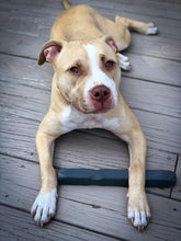 Load image into Gallery viewer, Indestructibone for Heavy Chewer