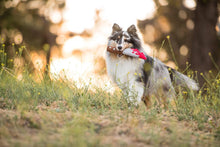 Load image into Gallery viewer, Halloween Howling Haunts Doggy Dagger - WAGSUP