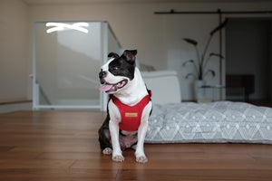 Comfort Harness (Red)