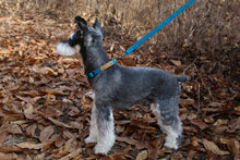 Load image into Gallery viewer, Easy Collar (Blue)
