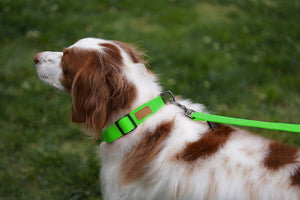 Field Collar (Neon Green)