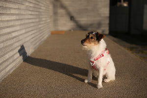 Trip Harness (Red)